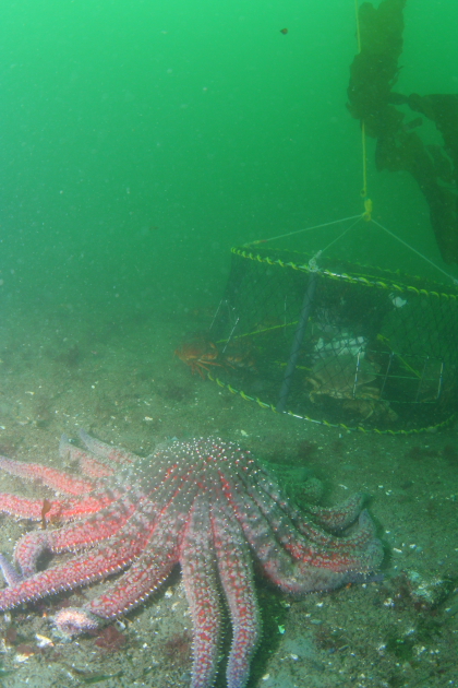 CRAB TRAP AND SUNFLOWER STAR